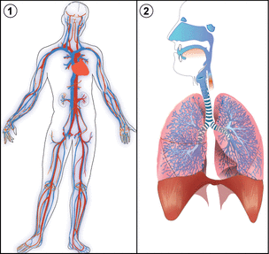 Respiratory System - The Body